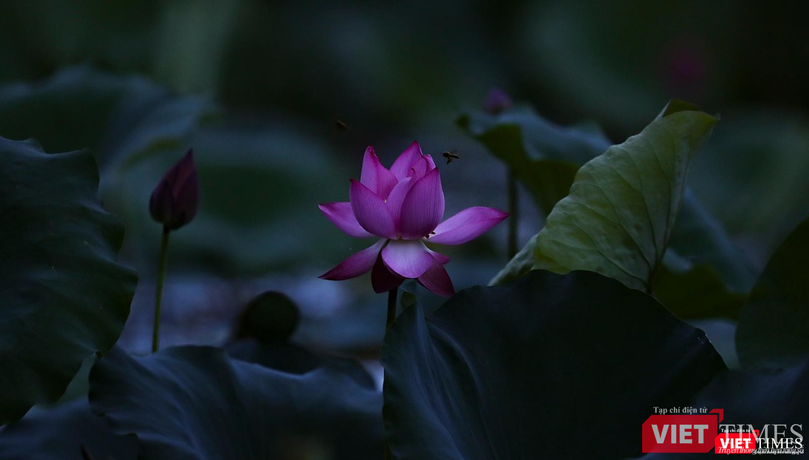 Một bông sen đang nở