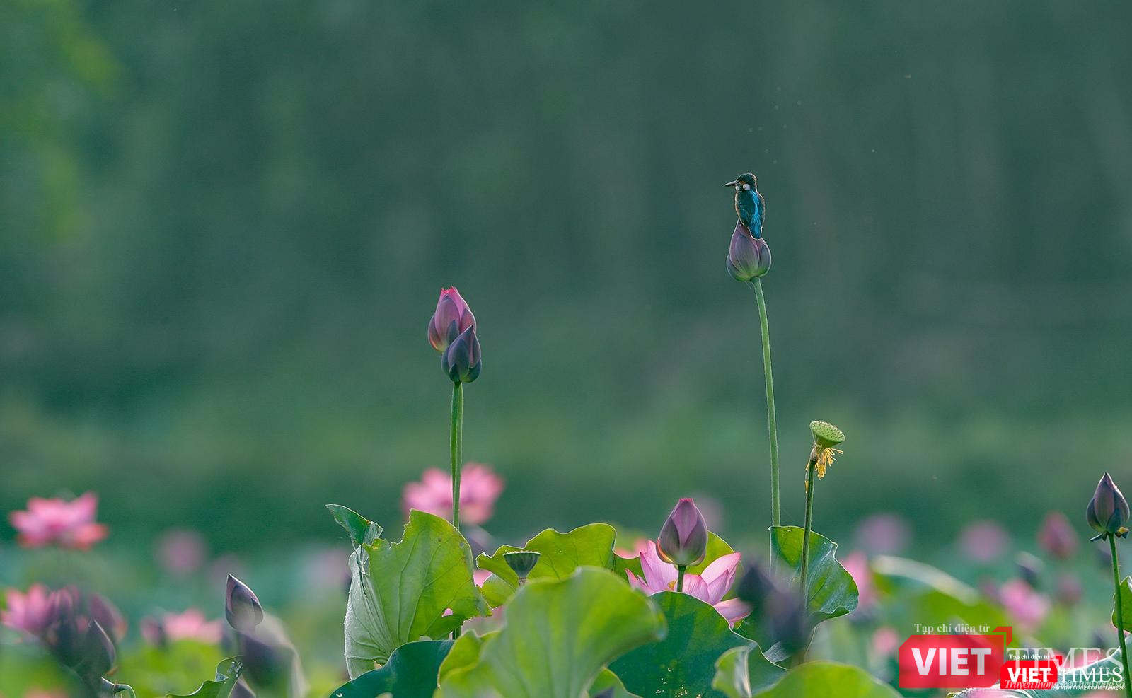 Bình yên cánh đồng sen lớn Trà Lý