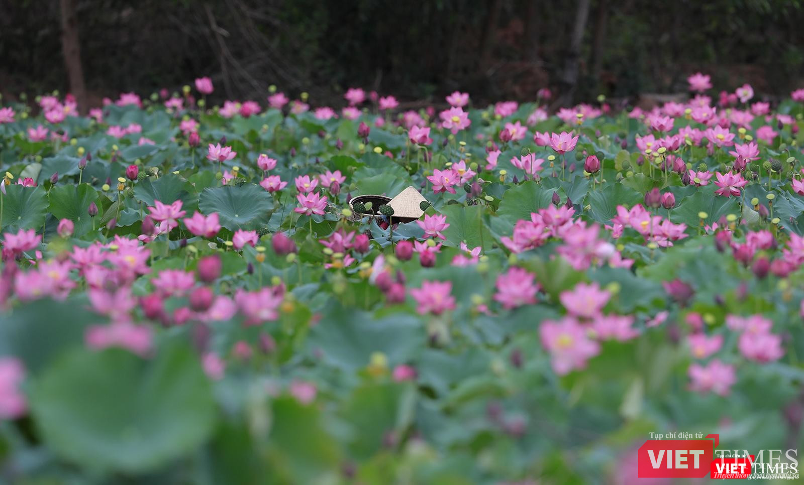 Người dân thu hoạch hạt và hoa sen