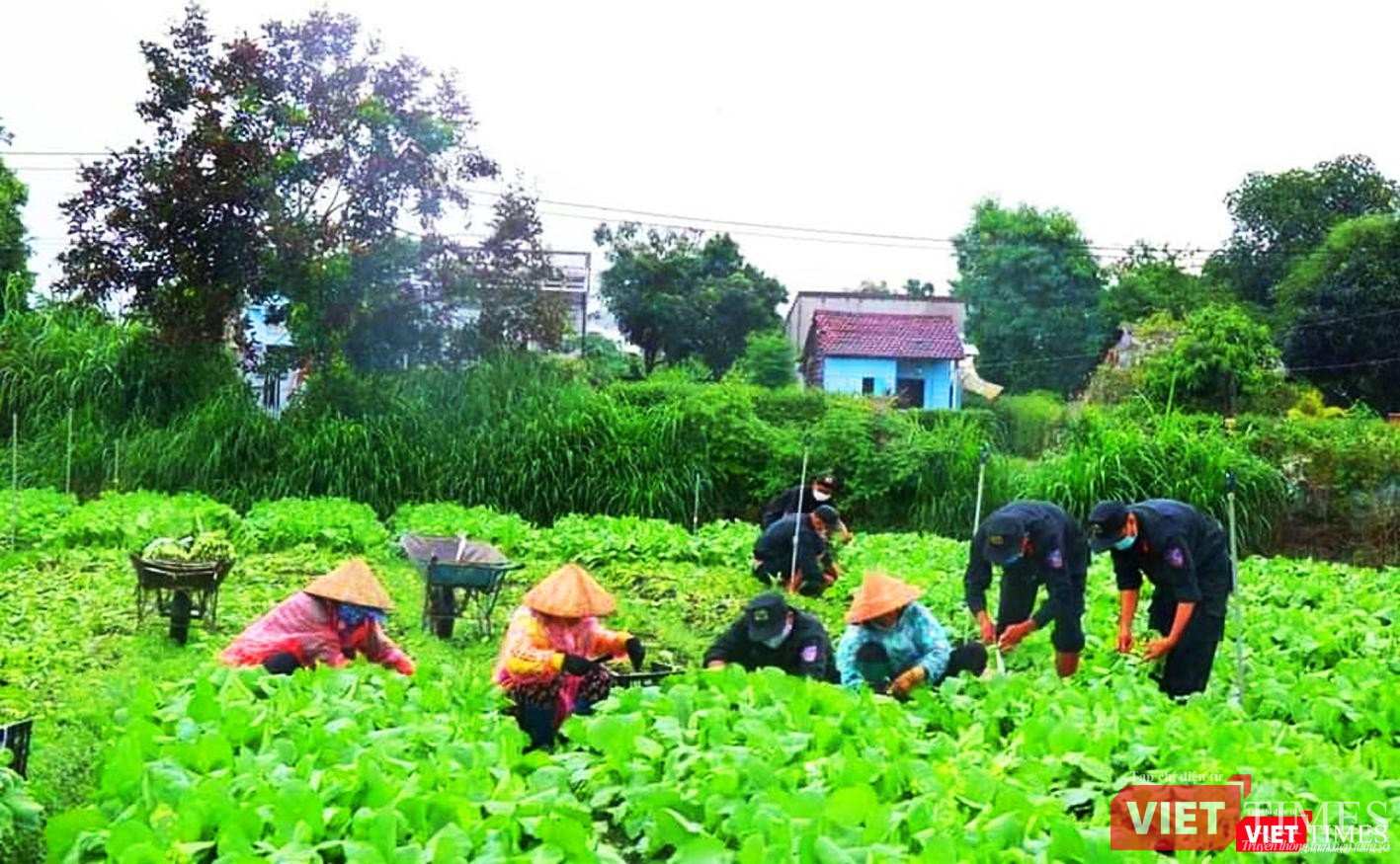 Huy động lực lượng thu hoạch bao nhiêu cũng có