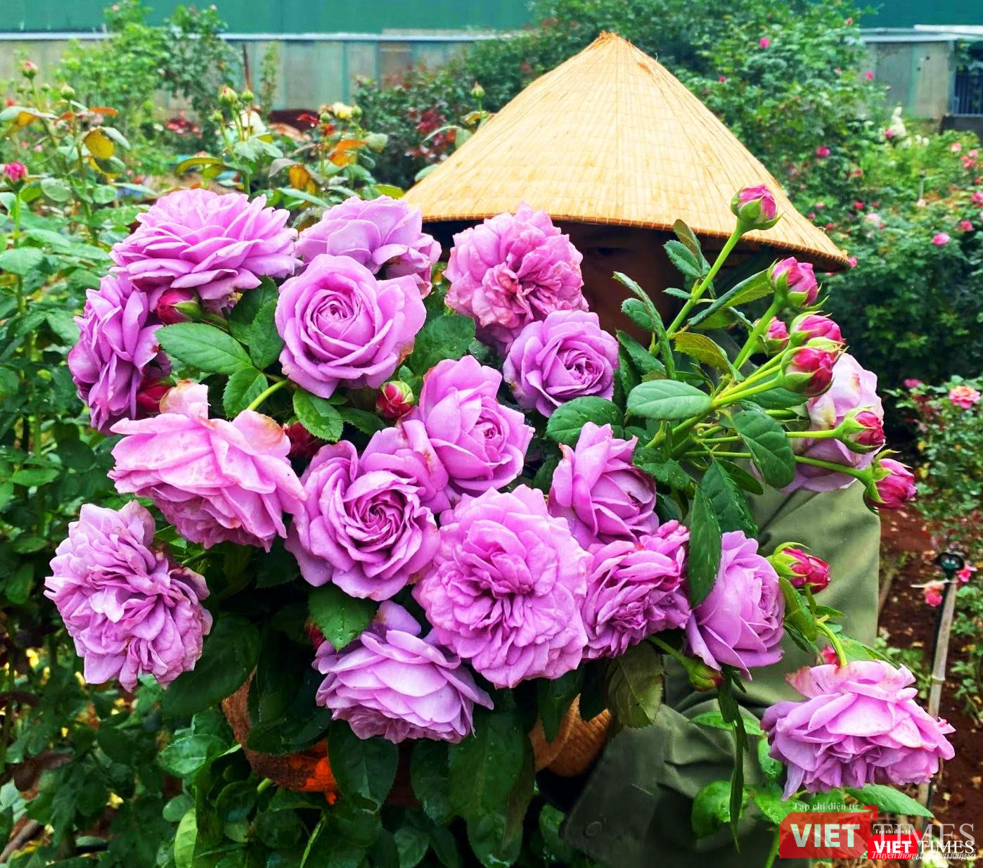 Sắc tím của hoa hồng Kinda Blue đẹp đến ... không thể chối từ