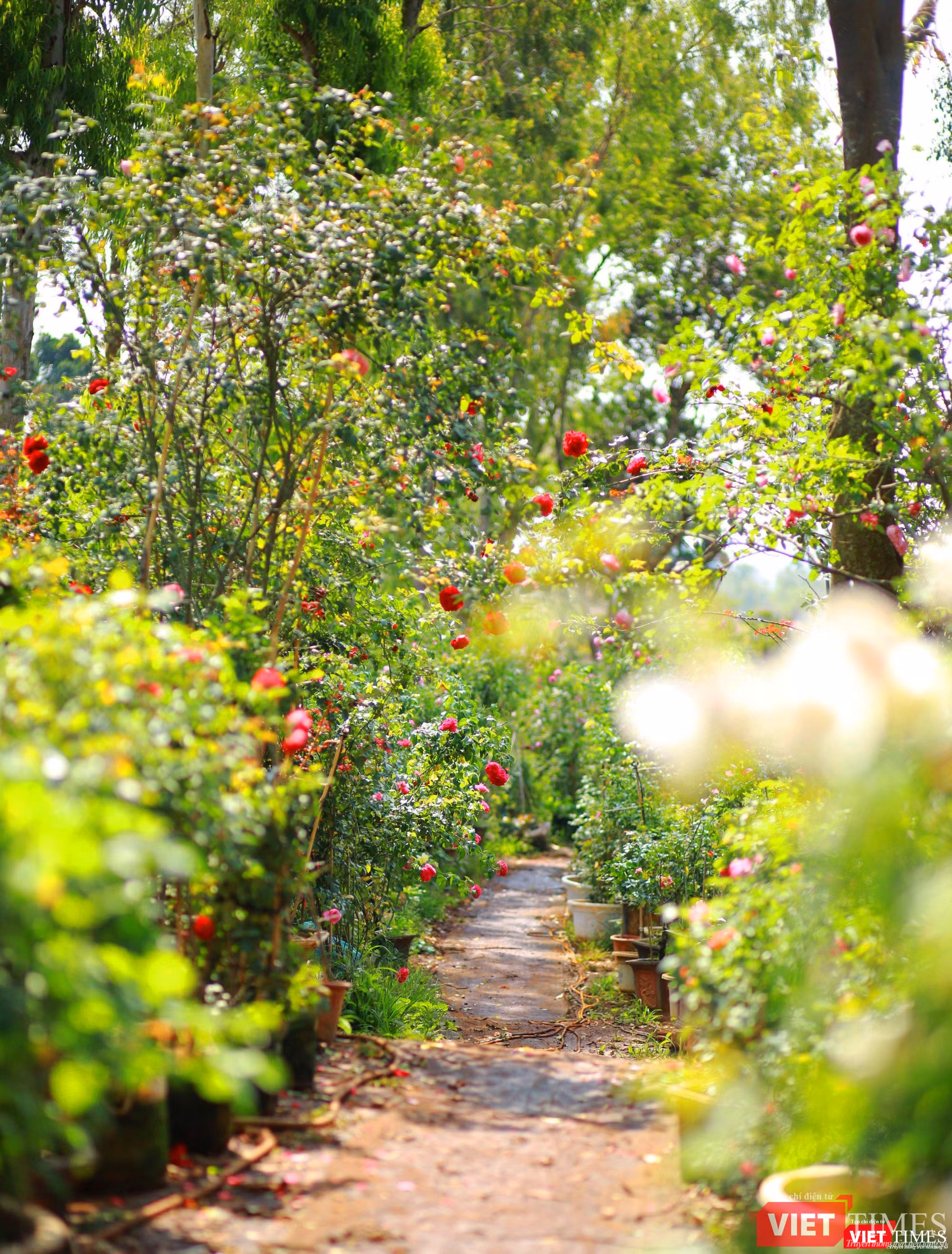Lối nhỏ trong vườn mát rượi, thơm ngát hương hoa
