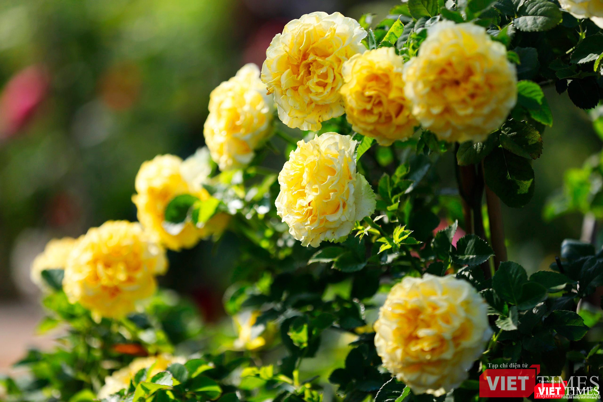 Hồng vàng Honey Caramel Hồng cổ Sơn La cao vút, che mát lối đi