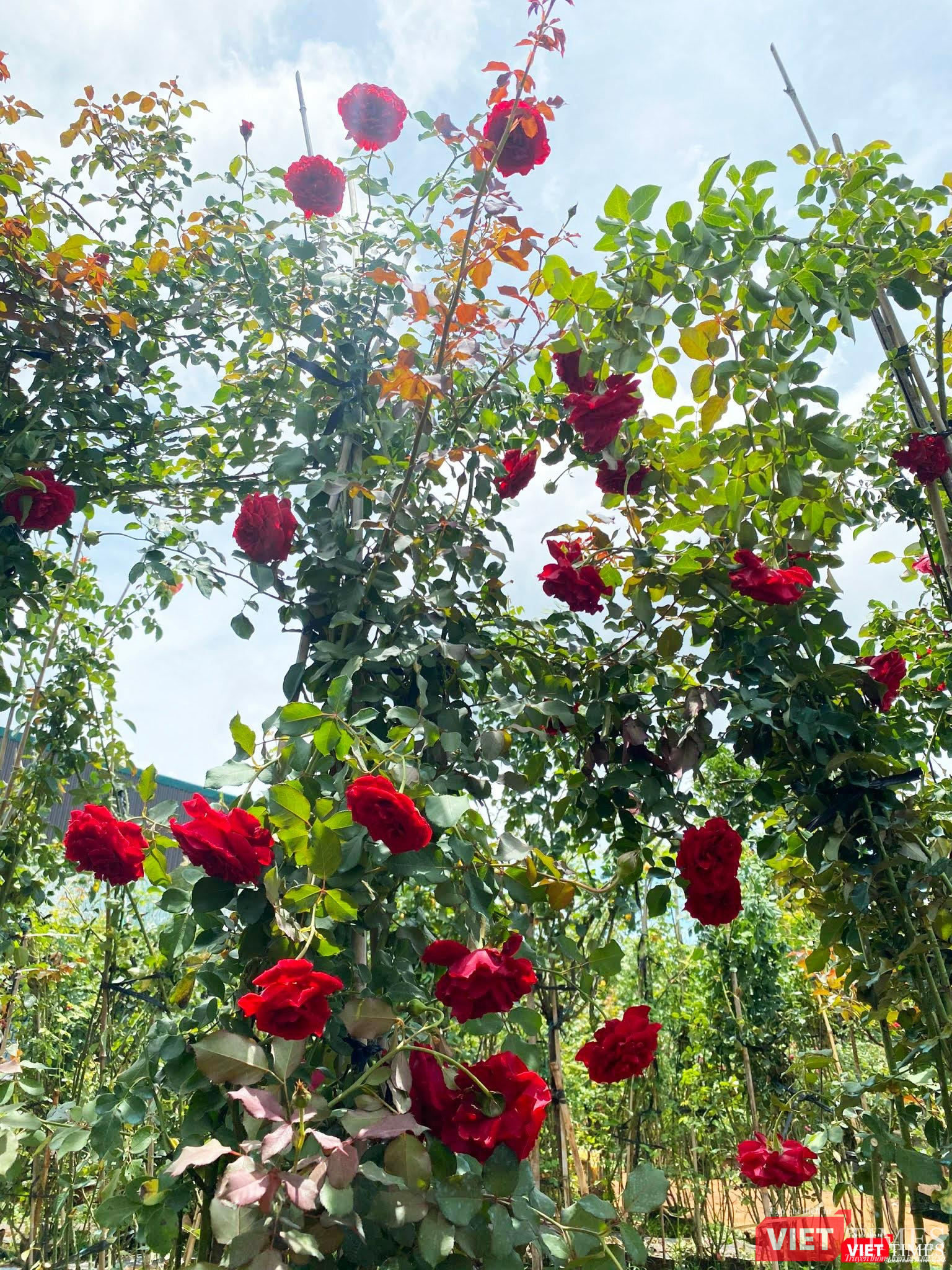 Hồng cổ Sơn La cao vút, che mát lối đi