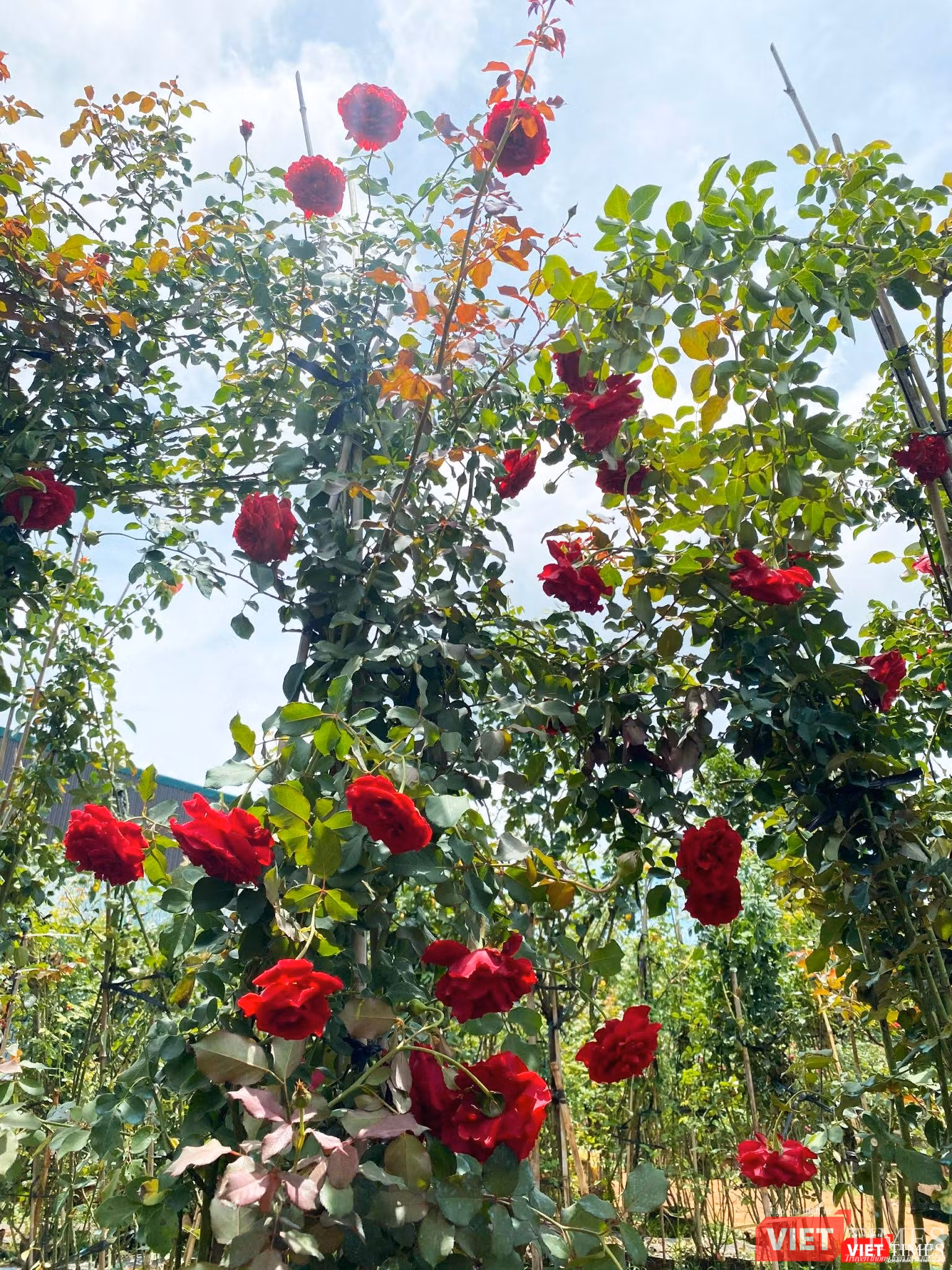 Hồng cổ Sơn La cao vút, che mát lối đi