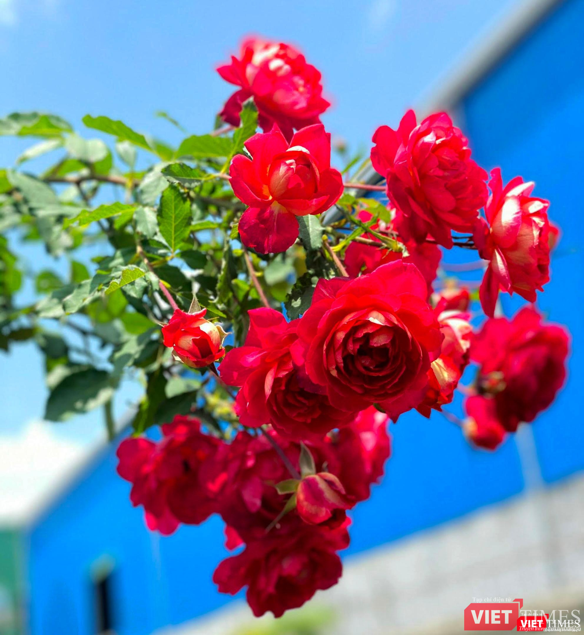 Kiều diễm như hồng Doctor Masan