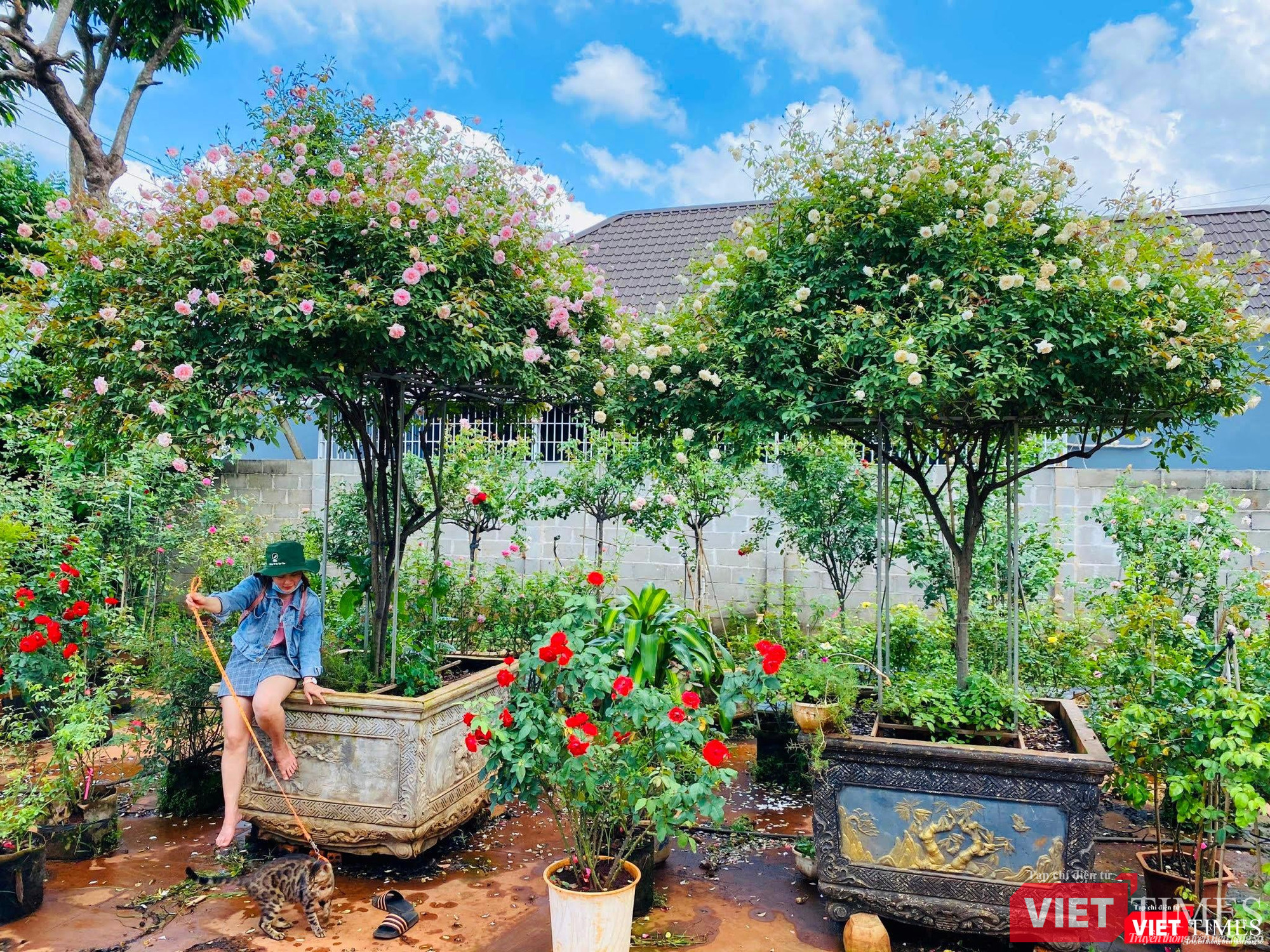 Hai chậu Hồng cổ đào, Hồng cổ bạch xếp ở Ban Mê Garden