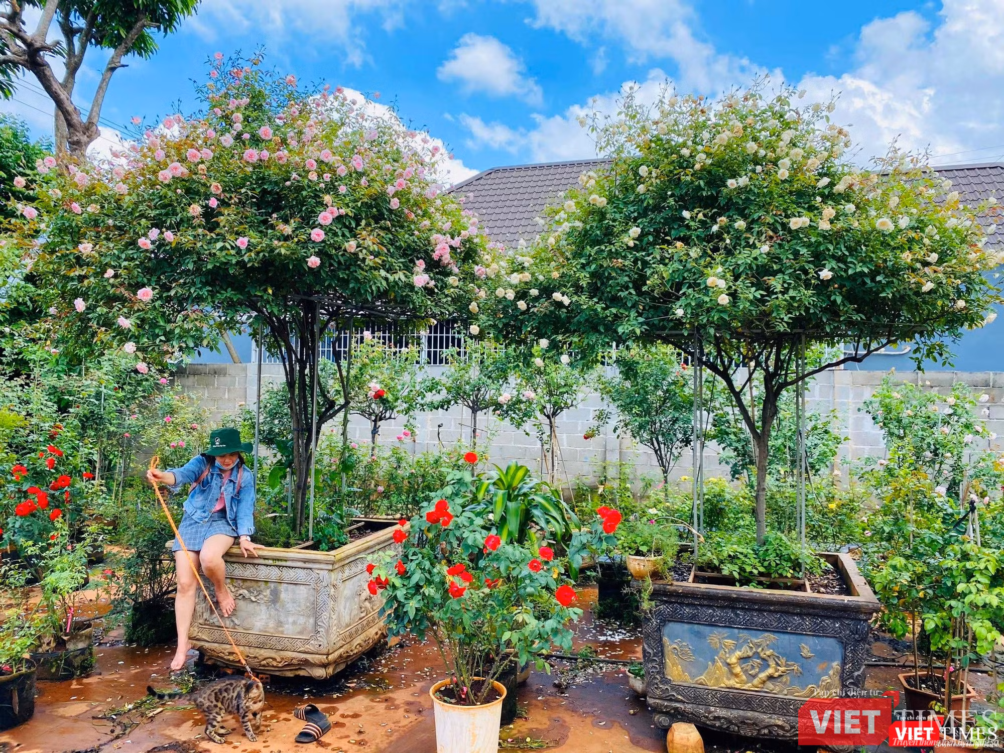 Hai chậu Hồng cổ đào, Hồng cổ bạch xếp ở Ban Mê Garden