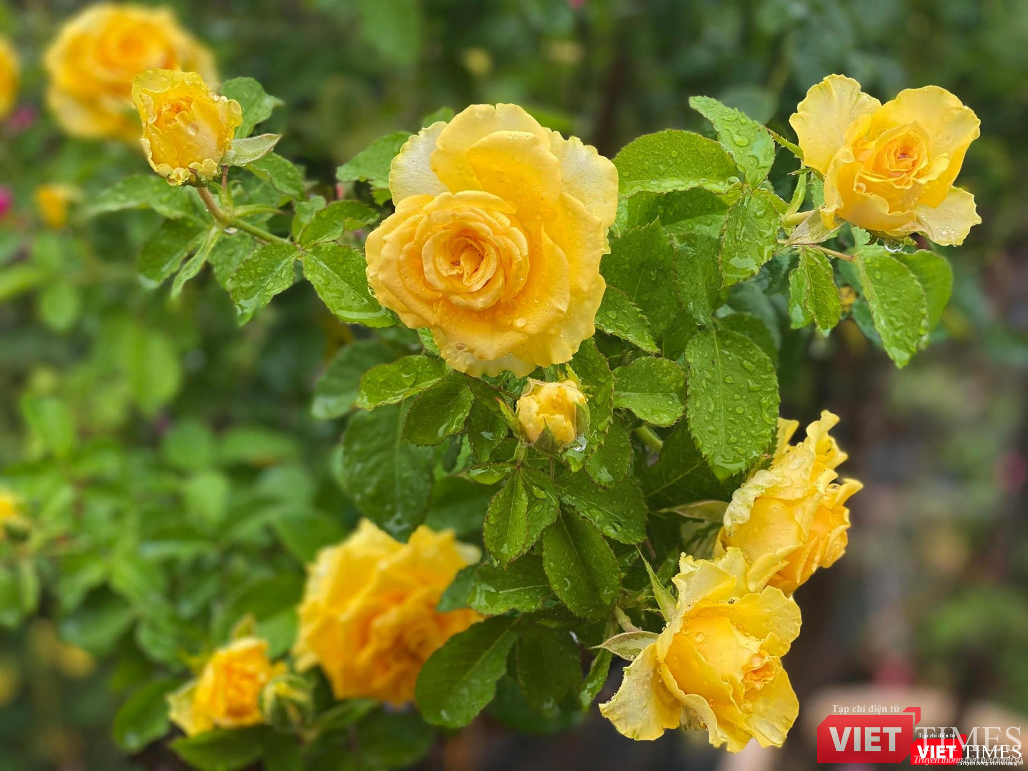 Kiêu sa như Stell Stell Rose