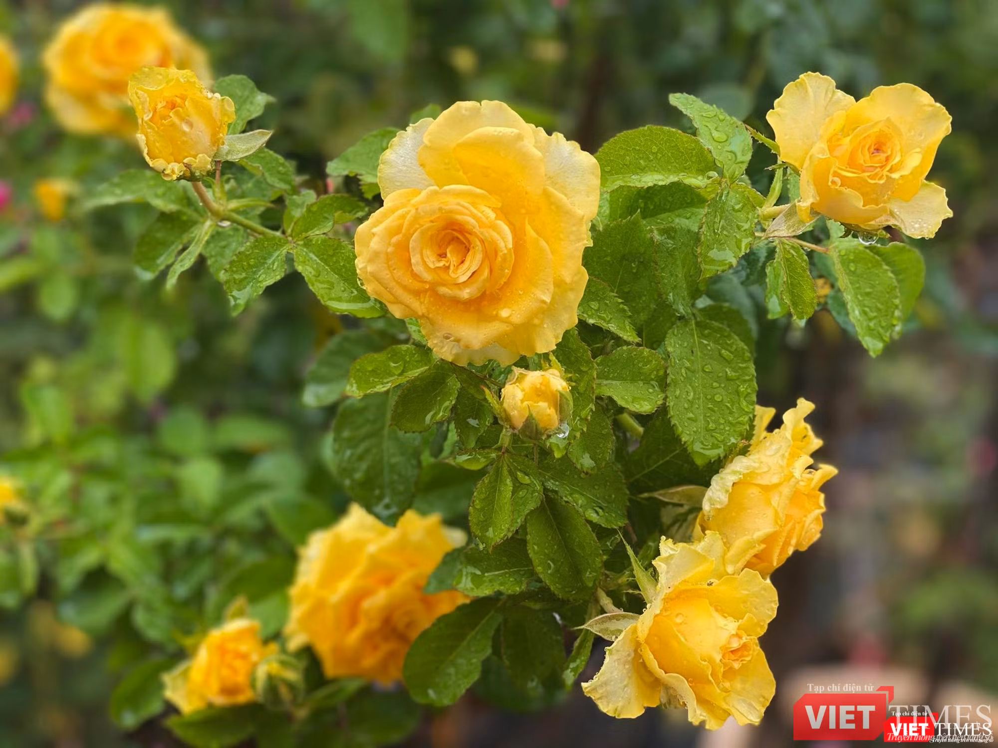 Kiêu sa như Stell Stell Rose