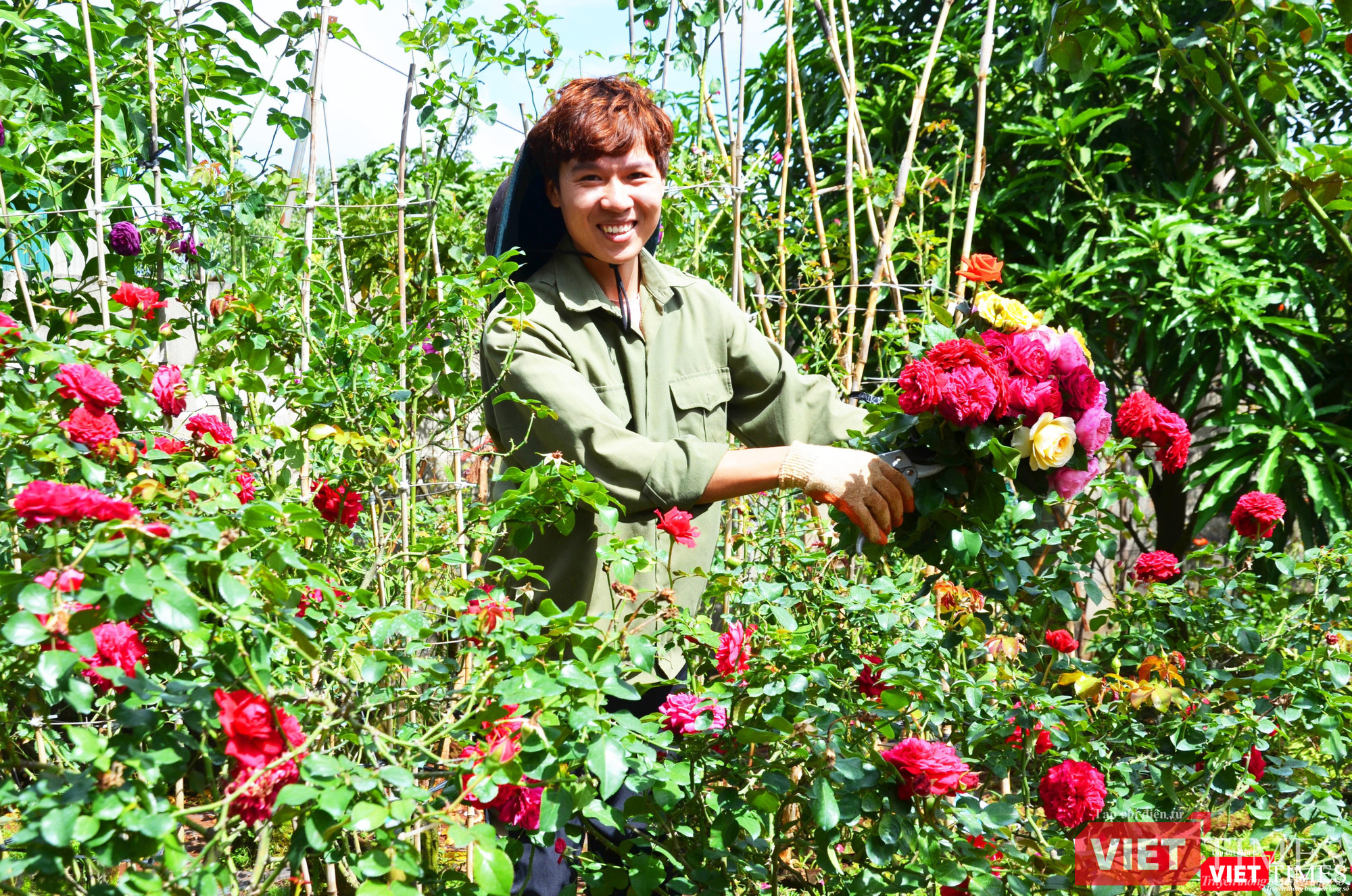 Việt Anh cắt hoa tặng khách đến thăm vườn