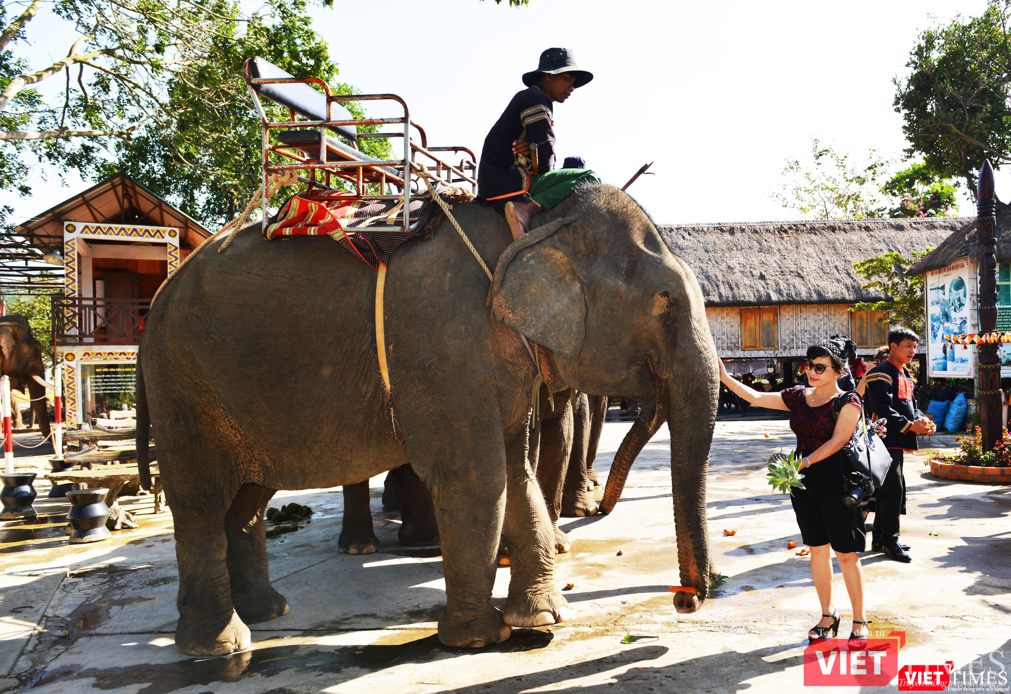 Tác giả phóng sự mời voi ăn dứa (Ảnh: Nguyễn Quyền)
