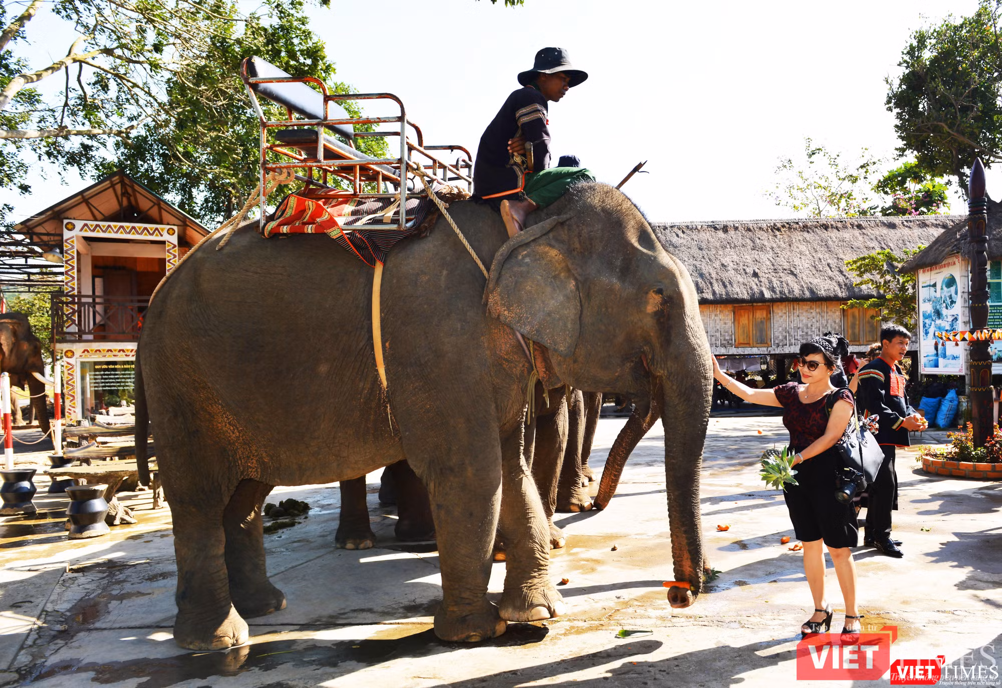 Tác giả phóng sự mời voi ăn dứa (Ảnh: Nguyễn Quyền)