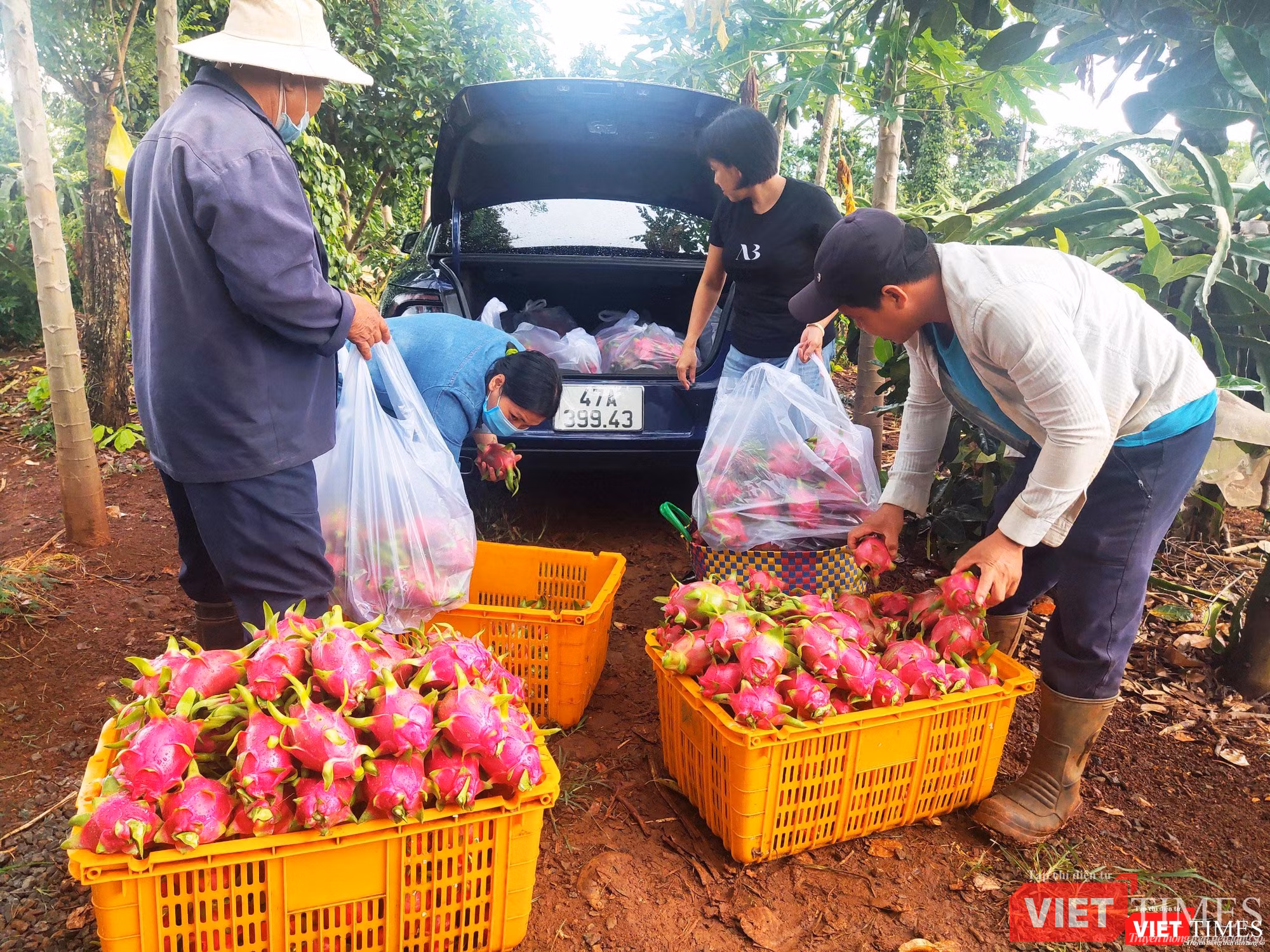 Thanh long tươi được hái và nhận tại vườn