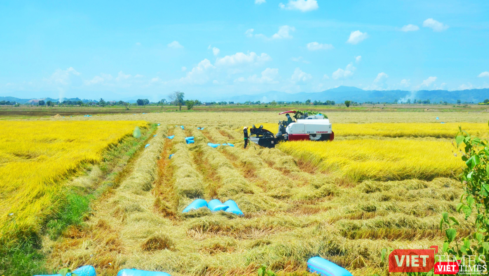 Lúa chín vàng đang vào vụ gặt ở xã Buôn Choáh Lúa chín vàng đang vào vụ gặt ở xã Buôn Choáh