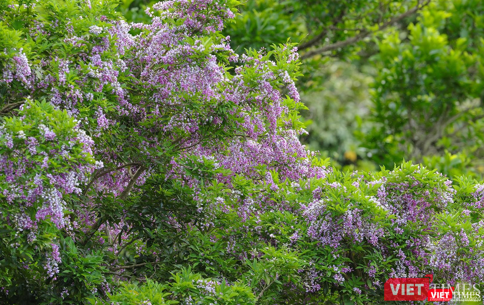 Cứ đến trung tuần tháng 5 hàng năm là hoa thàn mác tím ra hoa, nở tím cả cánh rừng Sơn Trà