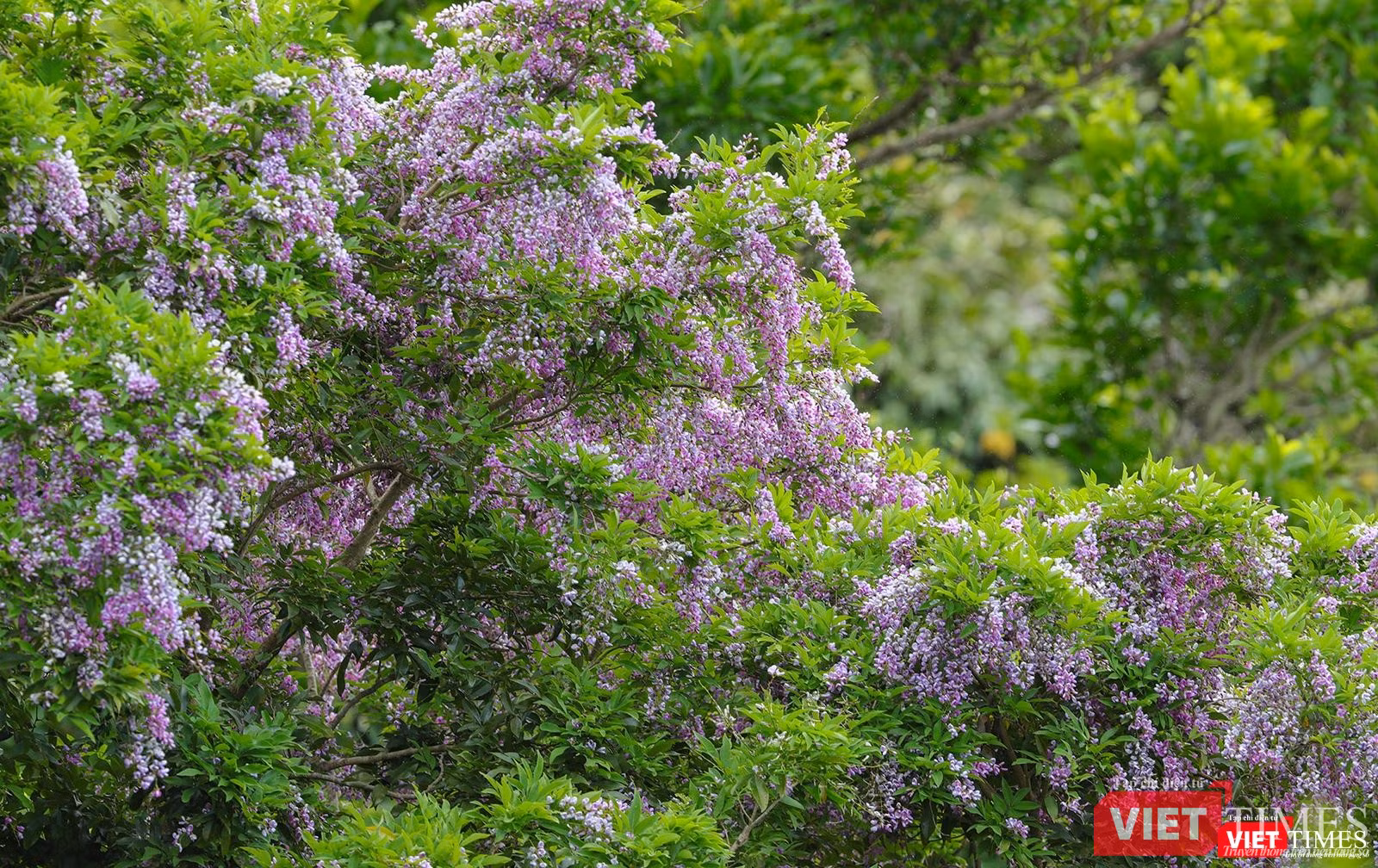 Cứ đến trung tuần tháng 5 hàng năm là hoa thàn mác tím ra hoa, nở tím cả cánh rừng Sơn Trà