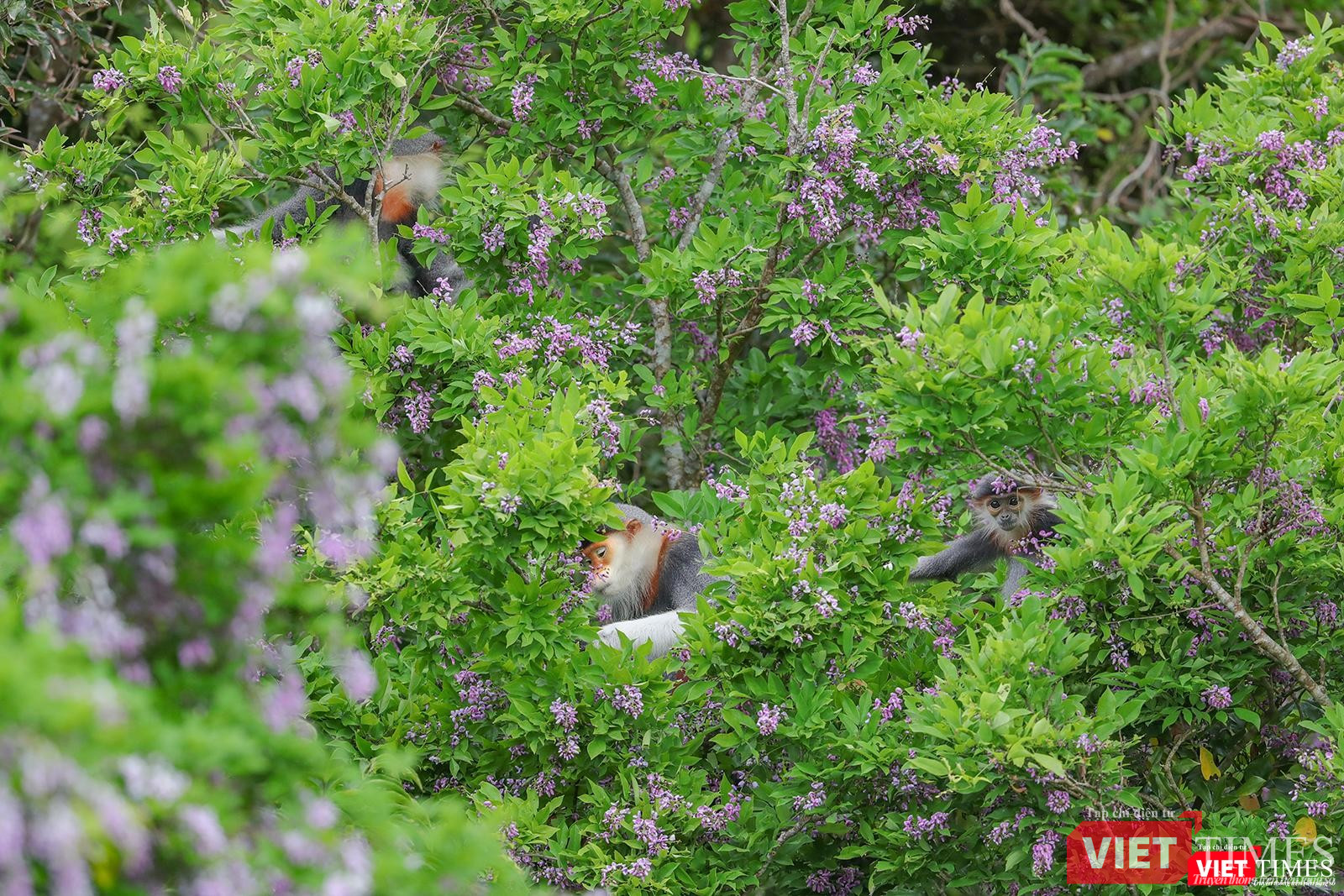Hoa thàn mác là loại thức ăn ưa thích của voọc chà vá chân nâu
