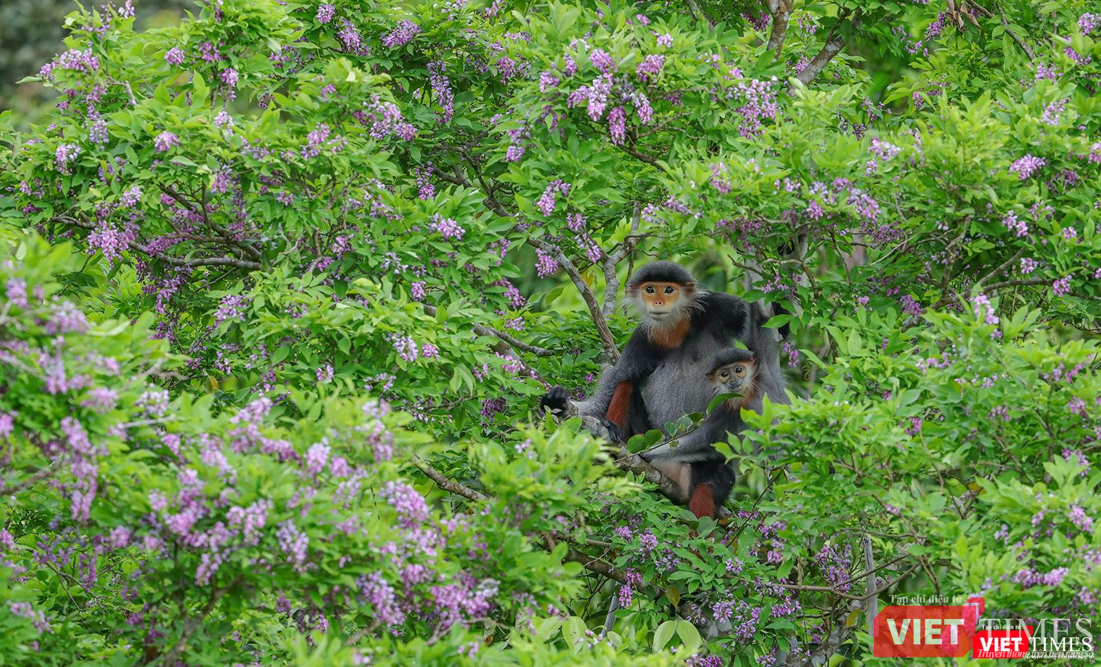 Hai mẹ con voọc chà vá chân nâu trên cây thàn mác tím
