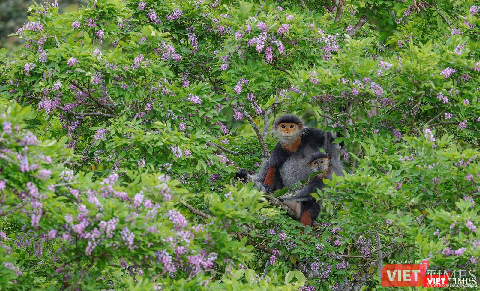 Hai mẹ con voọc chà vá chân nâu trên cây thàn mác tím