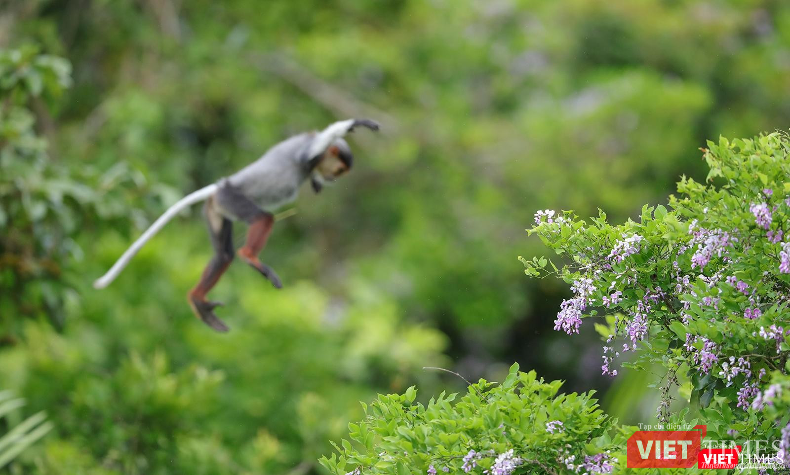 Khoảnh khắc chuyền cành của voọc trên hoa thàn mác