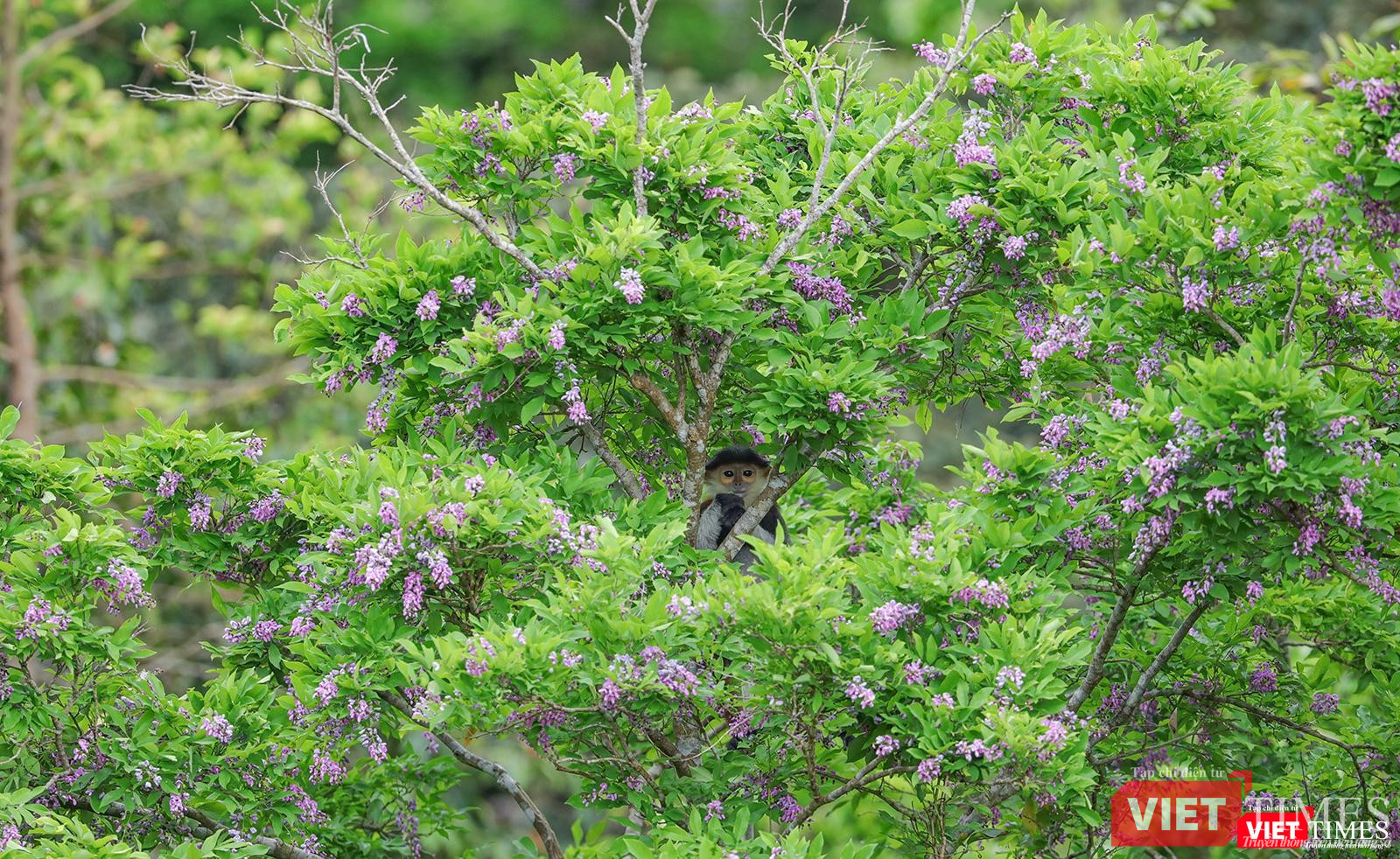 Một cá thể voọc con trên cây thàn mác