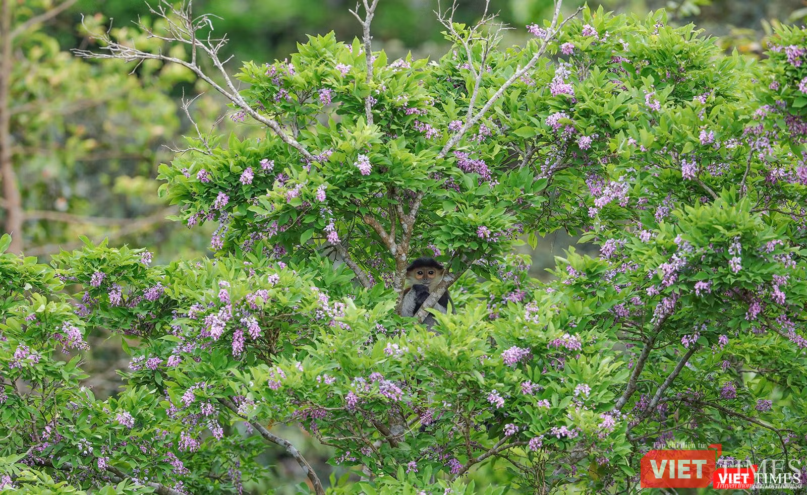 Một cá thể voọc con trên cây thàn mác