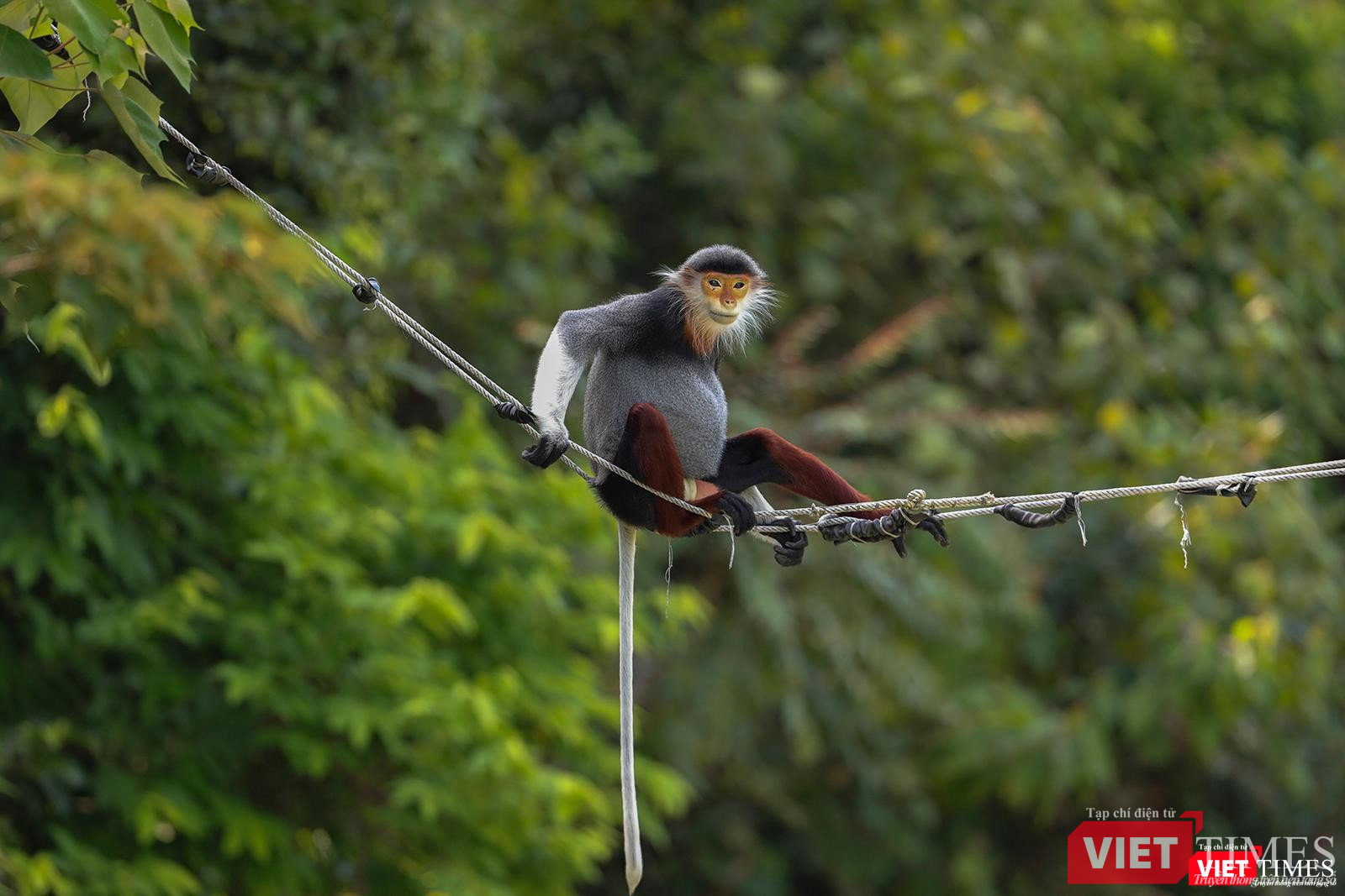 Một cá thể voọc chà vá chân nâu di chuyển qua đường bằng thang dây