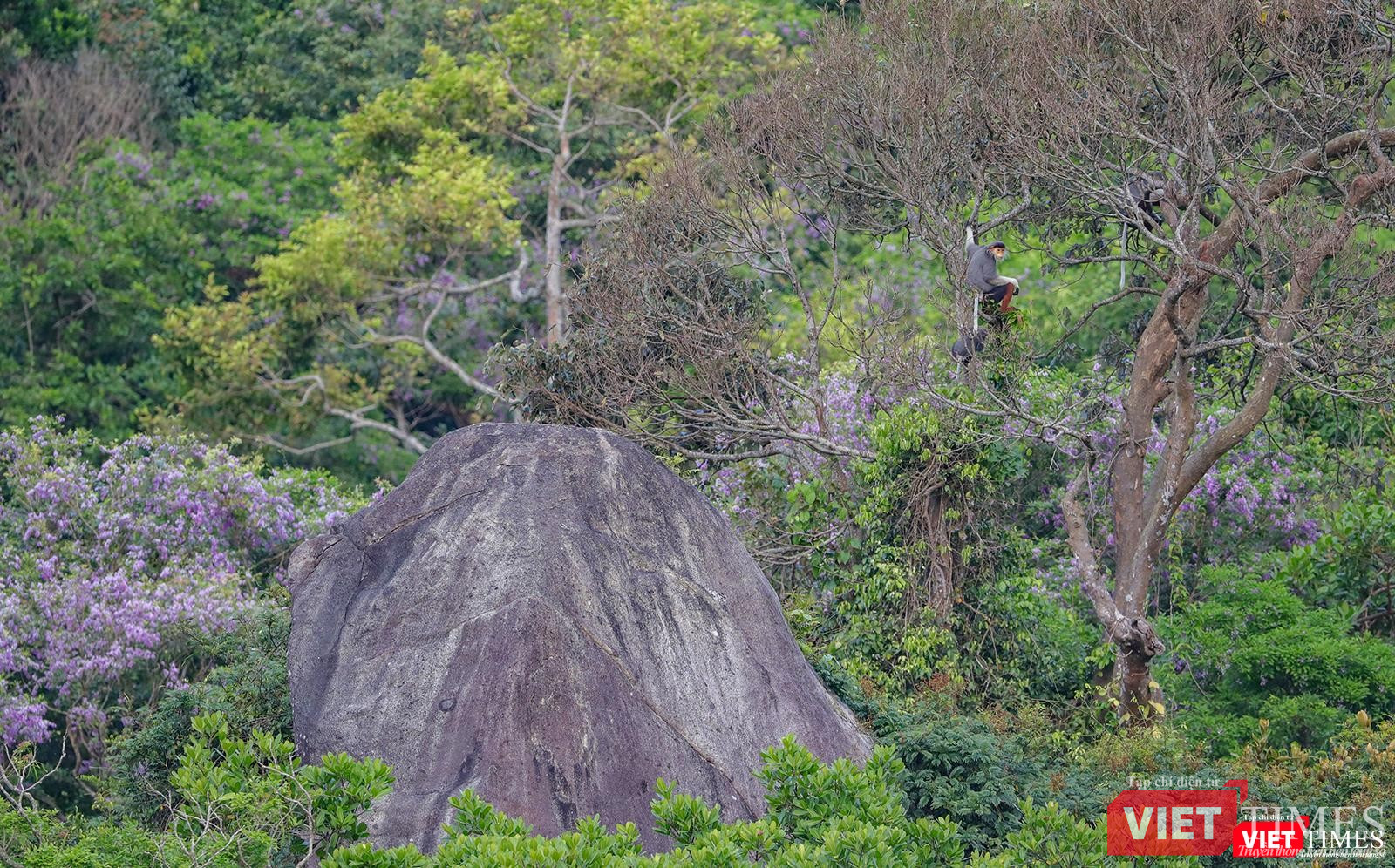 Một cá thể voọc trên những cánh cây khô