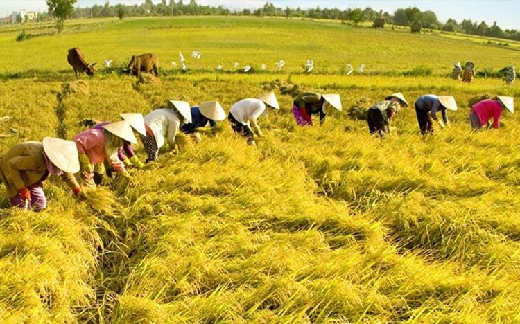 Tình trạng lao động dư thừa trong nông nghiệp vẫn còn rất lớn. Ảnh: Thời báo Nông nghiệp Việt Nam