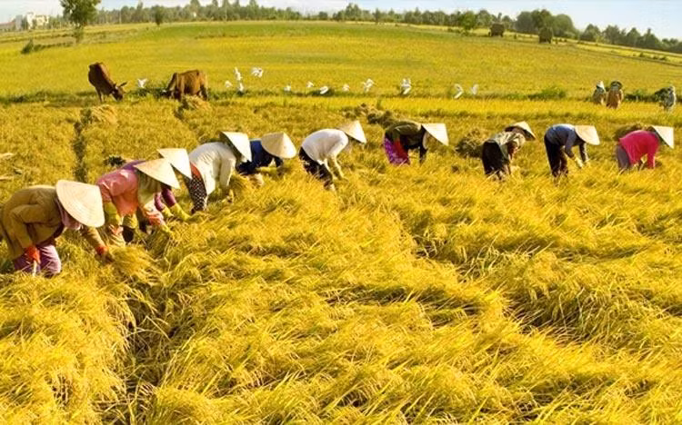 Tình trạng lao động dư thừa trong nông nghiệp vẫn còn rất lớn. Ảnh: Thời báo Nông nghiệp Việt Nam