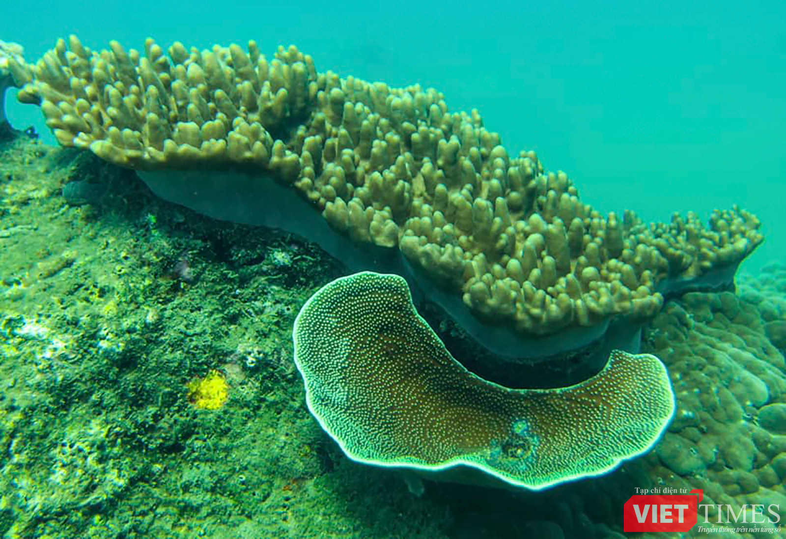 vt_aquaman da thanh 24.png