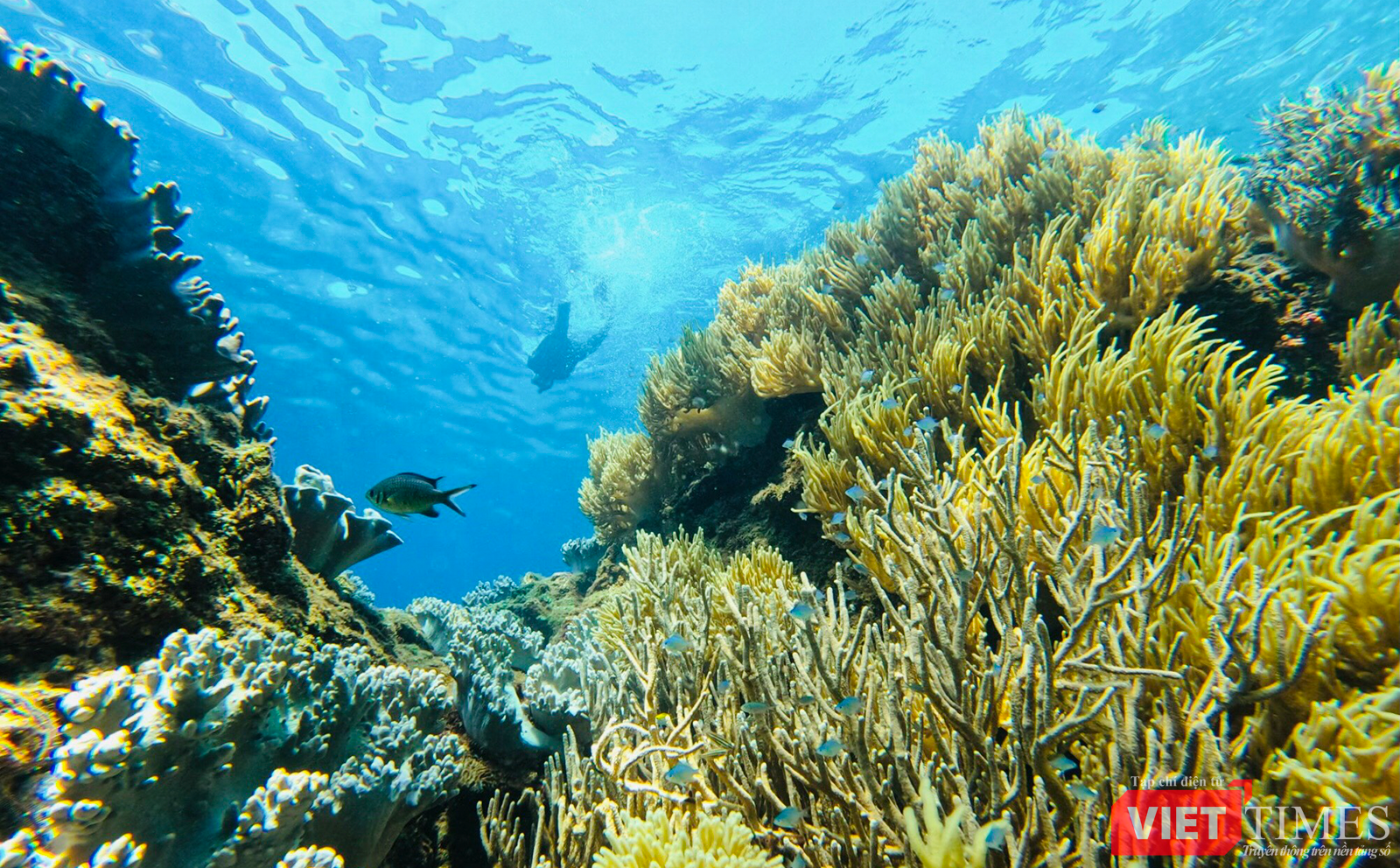 vt_aquaman da thanh 1.png