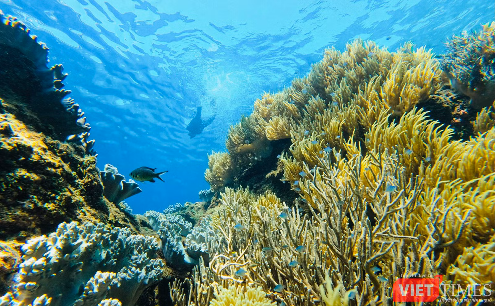 vt_aquaman da thanh 1.png