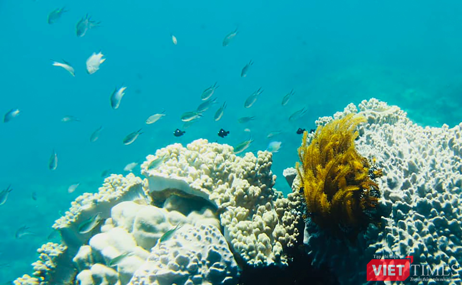 vt_aquaman da thanh 14.png