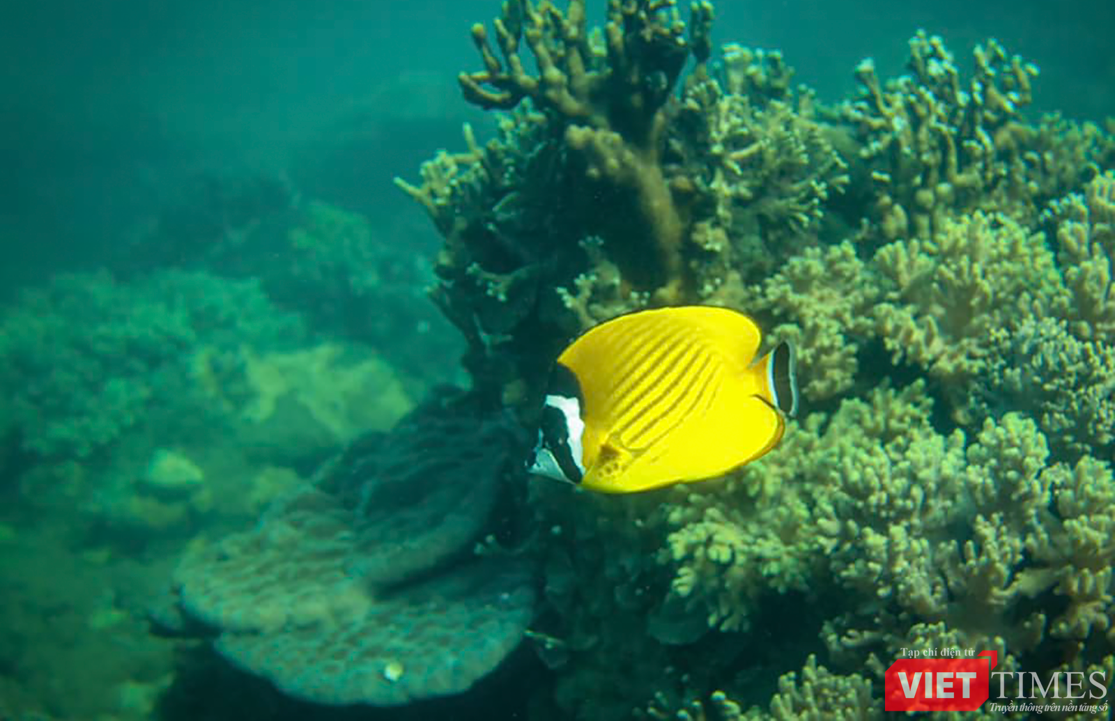 vt_aquaman da thanh 23.png