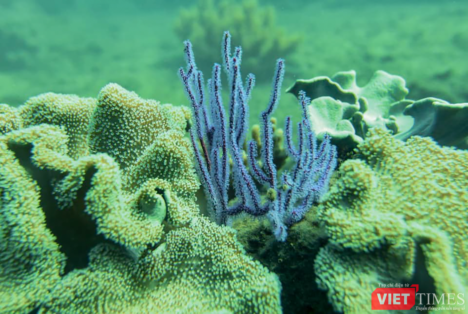 vt_aquaman da thanh 13.png