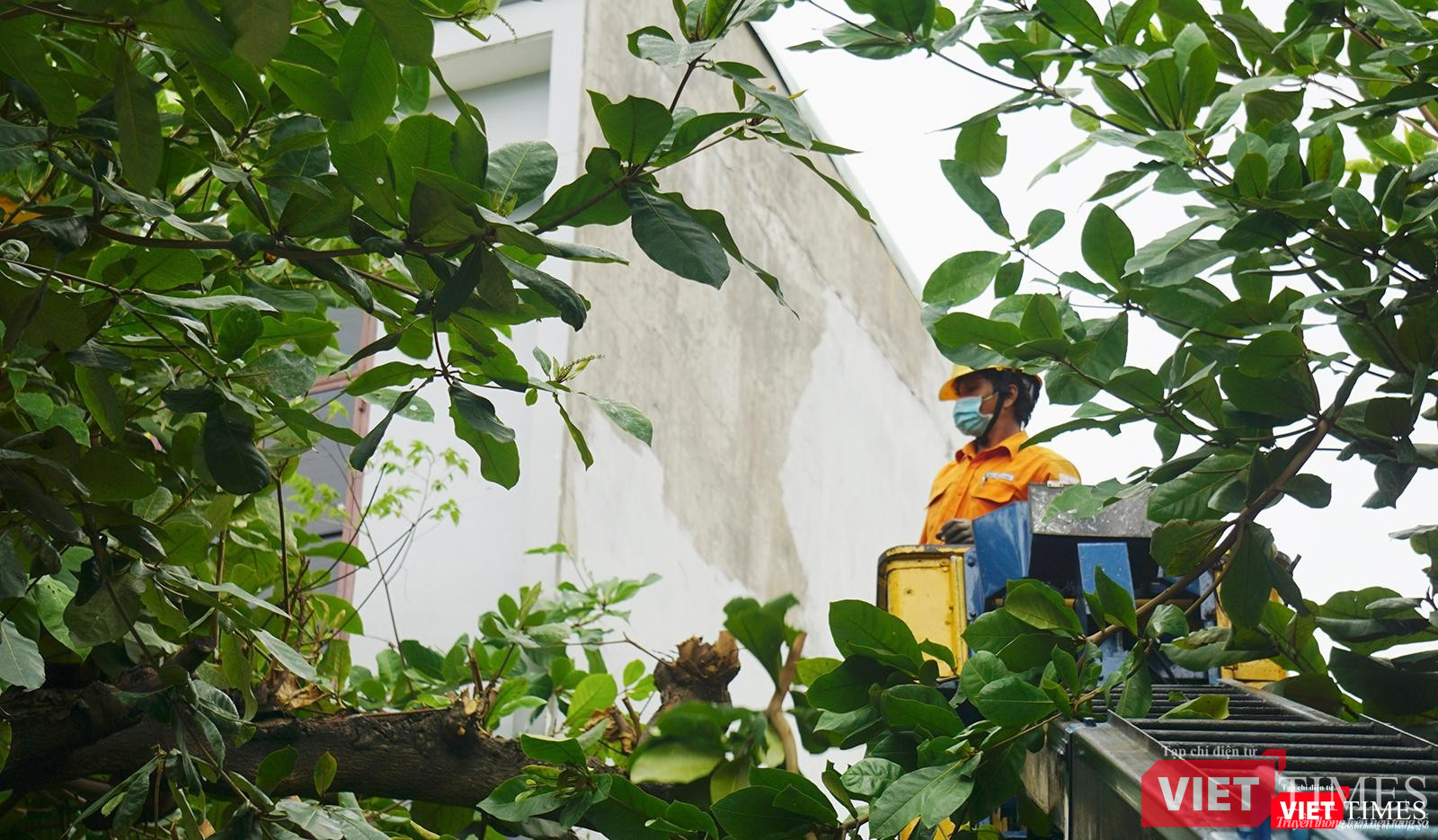 Công nhân cắt tỉa cây xanh