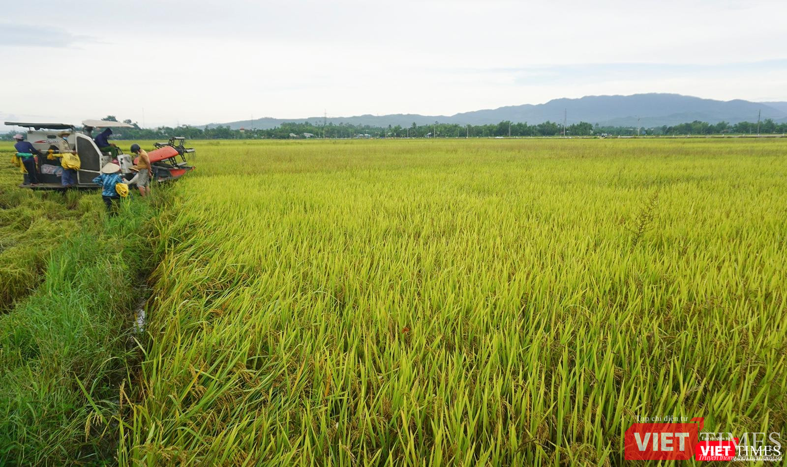 Nông dân huyện Hoà Vang khẩn trương thu hoạch, đưa lúa về nhà