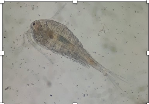 Cyclop thu được từ nước xã Xuân Long, Yên Bình, Yên Bái 2020.png