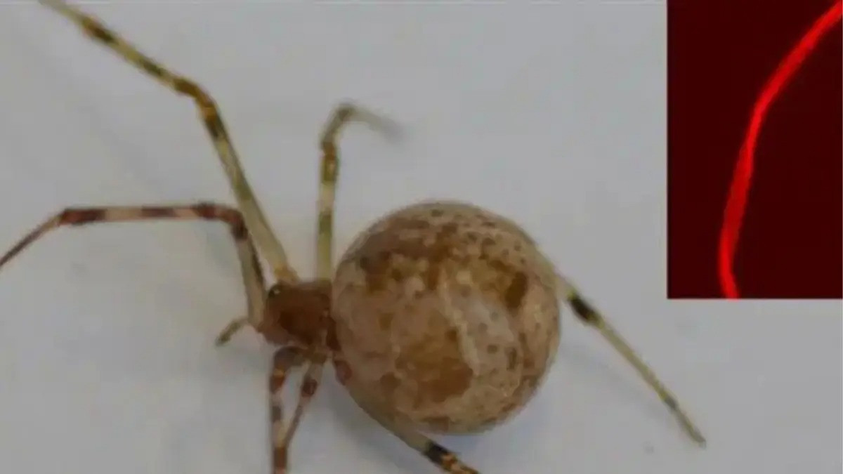 Nhen chinh sua gien - Đai hoc Bayreuth.jpg