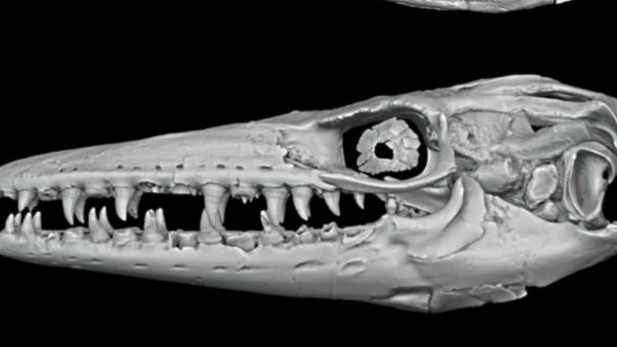 mo hinh 3D cua bo sat co dai.jpg