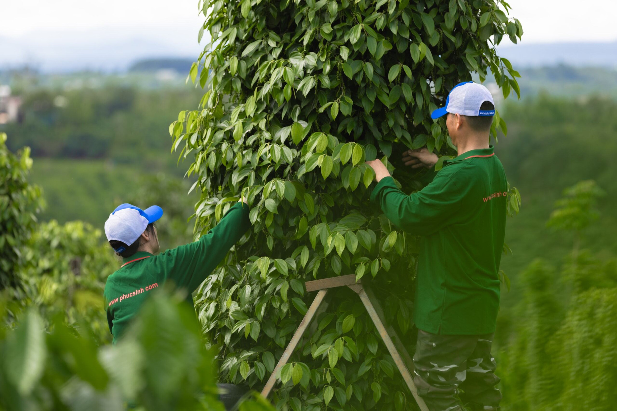 Phan Minh Thông 1.jpg