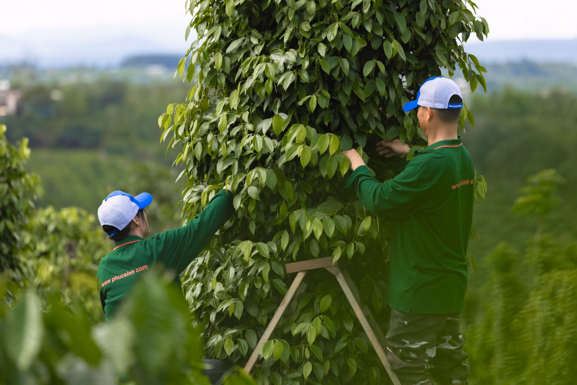 Phan Minh Thông 1.jpg