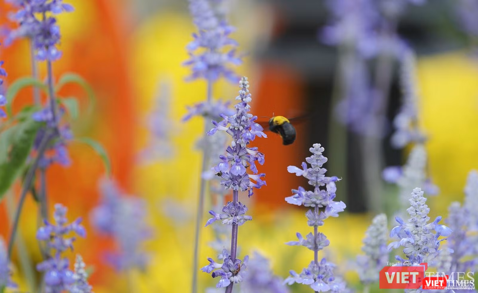 Hơi thở mùa Xuân
