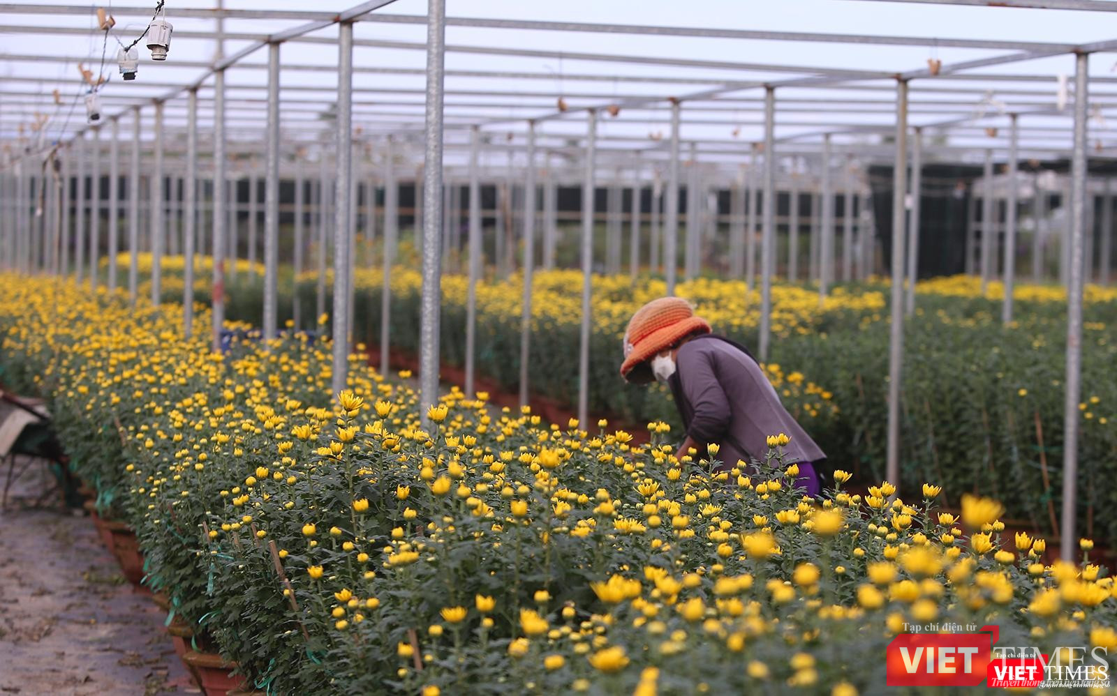 Làng hoa cung cấp hoa cho TP Đà Nẵng và các tỉnh thành miền Trung