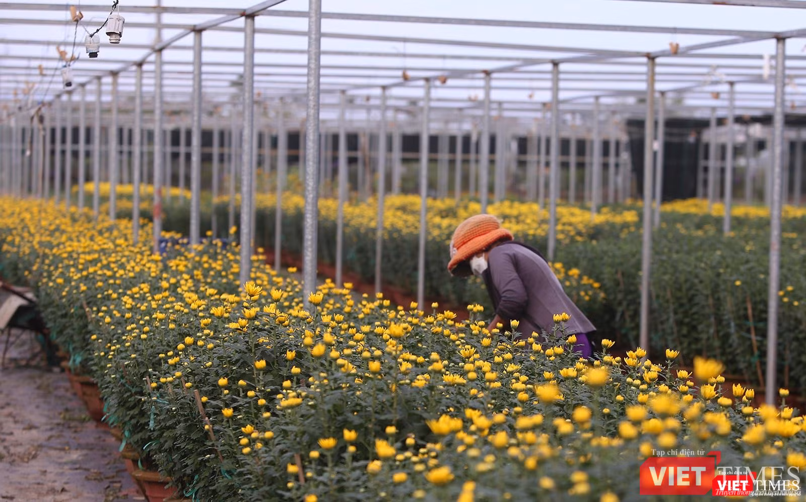 Làng hoa cung cấp hoa cho TP Đà Nẵng và các tỉnh thành miền Trung