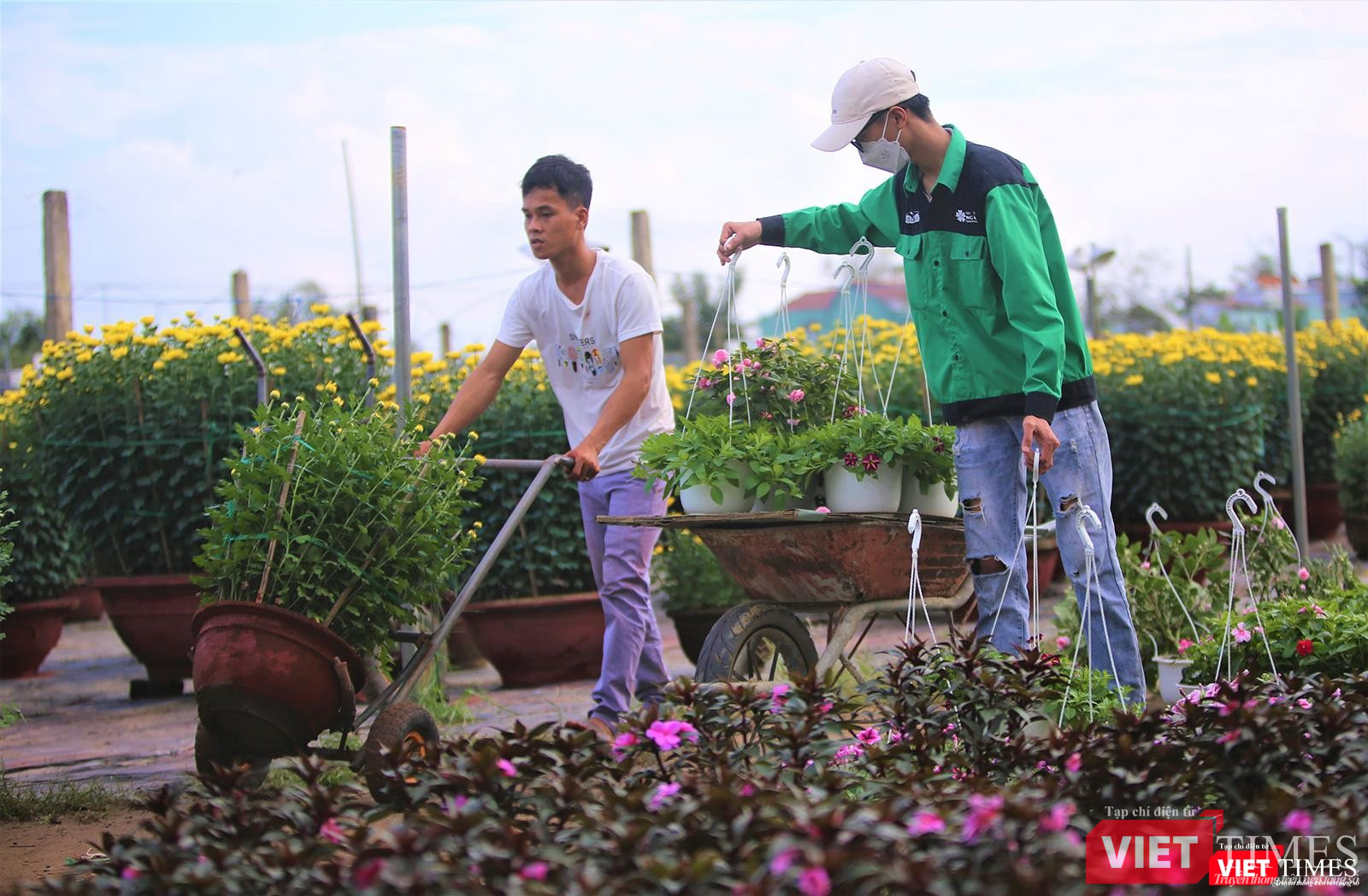 Hoa về với mọi nhà