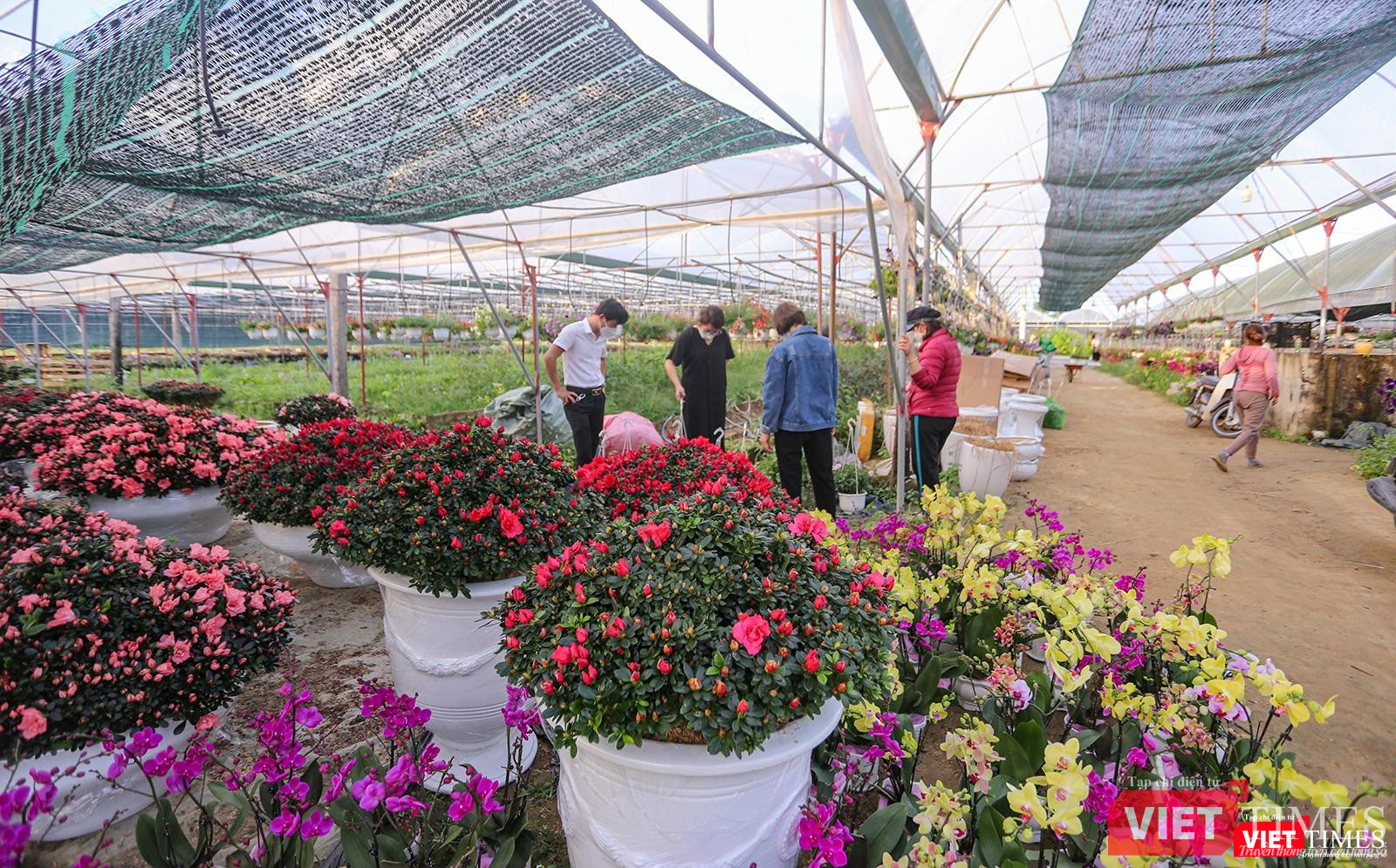 Đa dạng về chủng loại và màu sắc