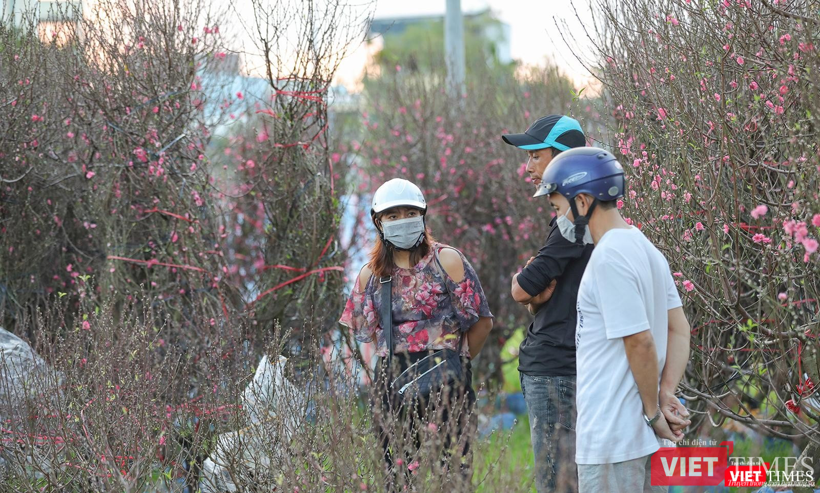 Người Đà Nẵng hứng thú với cây đào Tết